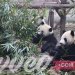 محمية الباندا في تشاندو 