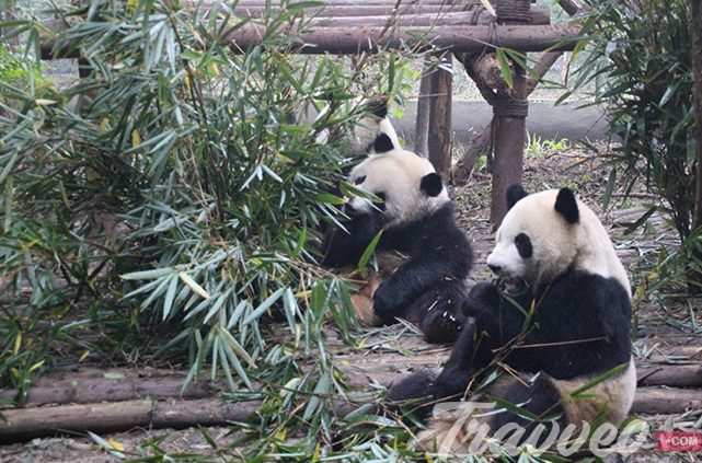 محمية الباندا في تشاندو 