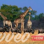 السياحة في زيمبابوي