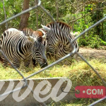 Dar es Salaam Zoo - حديقة حيوان دار السلام